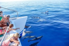 Madeira, Baleias e Golfinhos - Bilhete Criança
