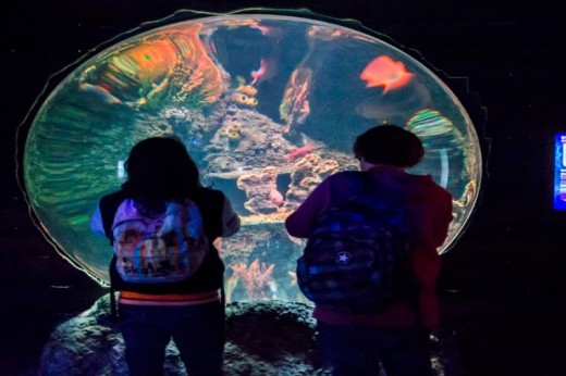 Passe Anual para SEA LIFE Porto (criança 3-12 anos)