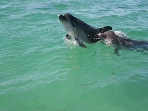 Romance e Golfinhos