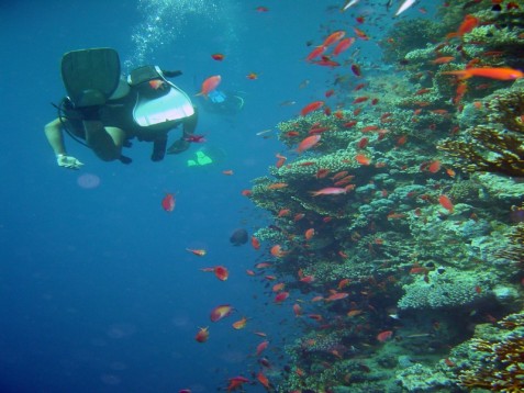 Batismo de Snorkeling em Sesimbra