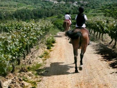 Ruta a Caballo entre vinas en Barcelona