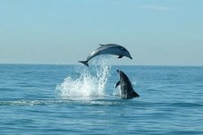 Safari de Golfinhos em Cascais