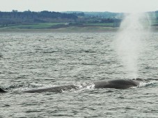 Whale watching
