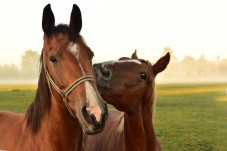 Passeio a cavalo romântico