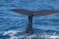 Whale watching