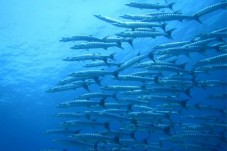 Canoagem e Snorkeling na Serra da Arrábida