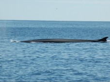 Whale watching