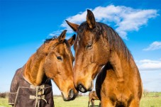 Caixa - Oferta • Jogo Cavalo em Linha + Batismo Equestre – Andar a