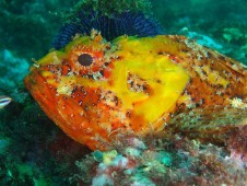 Batismo de Mergulho em Albufeira, Algarve