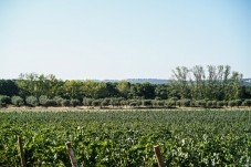 Prova de Vinhos e Passeio de Jipe na Herdade de Coelheiros p/2