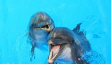 Safari de Golfinhos e Grutas p/2