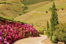 Fim-de-semana na Quinta Nova - Douro