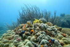 Canoagem e Snorkeling na Serra da Arrábida