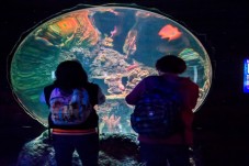 Passe Anual para SEA LIFE Porto (criança 3-12 anos)