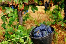 Almoço Vínico e Visita à Adega na Herdade de Coelheiros p/2