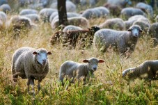 Prova de Vinhos e Passeio de Jipe na Herdade de Coelheiros