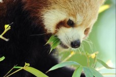 Visite de la Ménagerie, le Zoo du jardin des plantes - Billet (3-25ans)