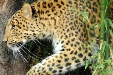 Visite de la Ménagerie, le Zoo du jardin des plantes - Billet (3-25ans)