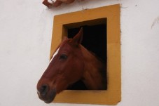 Batismo a Cavalo com Almoço p/ 2 Adultos e 1 Criança