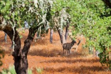 Prova de Vinhos Deluxe, Visita à Adega e Safari na Herdade de Coelheiros p/2