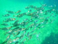 Tour em Barco com Fundo de Vidro em Peniche
