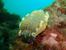 Batismo de Mergulho em Albufeira, Algarve