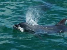 Romance e Golfinhos