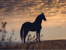 Passeio a Cavalo pela Natureza p/2