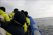 Observação de Golfinhos em Setúbal p/Grupo de até 6 pessoas