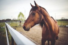 Passeio a Cavalo na Guarda