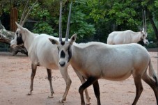 Visite de la Ménagerie, le Zoo du jardin des plantes - Billet (3-25ans)