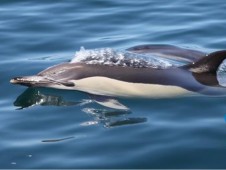 Tour na Costa Algarvia em Barco à Vela